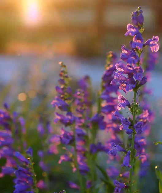 釣鐘柳的繁殖方法詳解，釣鐘柳圖片?