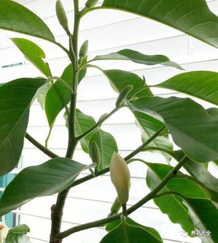 白蘭花什么時(shí)候開(kāi)花，地栽白蘭花過(guò)冬?