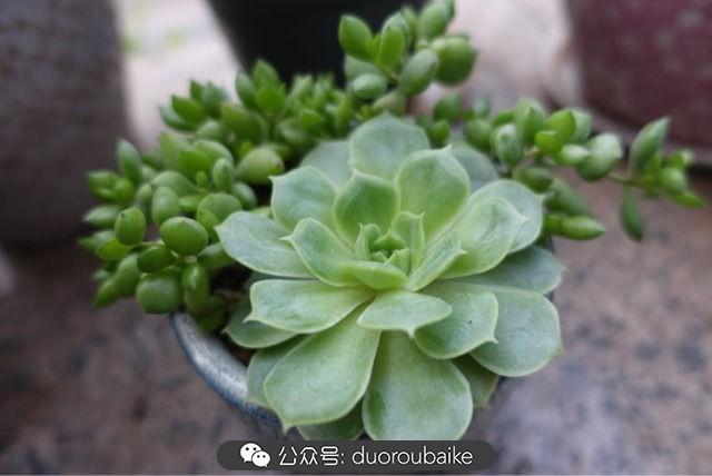 多肉白鳥(niǎo)怎么施肥，白鳥(niǎo)多肉爆盆?