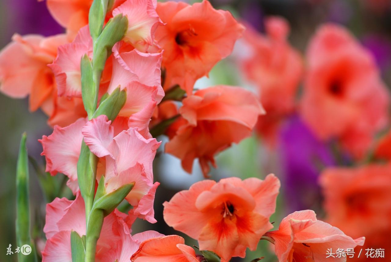 唐菖蒲什么時(shí)候開(kāi)花，唐菖蒲一年開(kāi)幾次花?