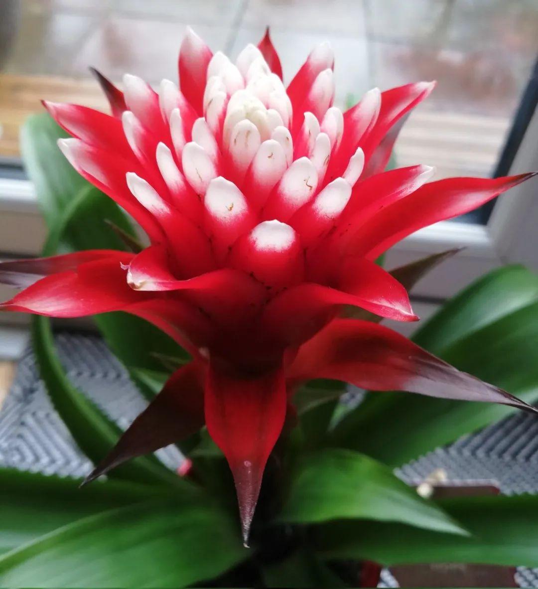 鴻運當頭怎么養長(cháng)得快，如何進(jìn)行繁殖，鴻運當頭花怎么養繁殖?