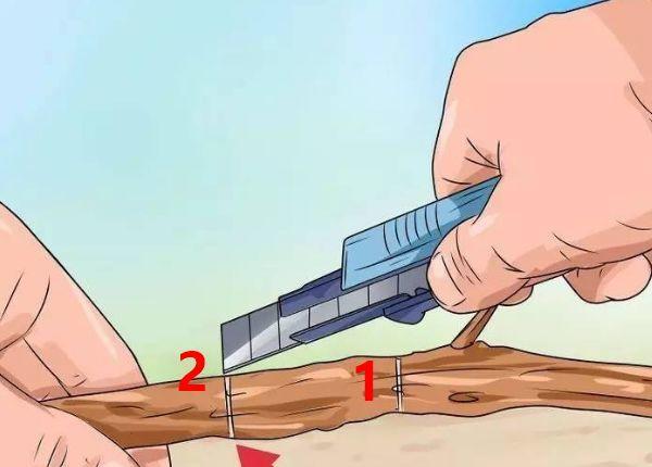 茶花壓條多久生根，空中壓條繁殖技術(shù)，臘梅壓條繁殖時(shí)間?