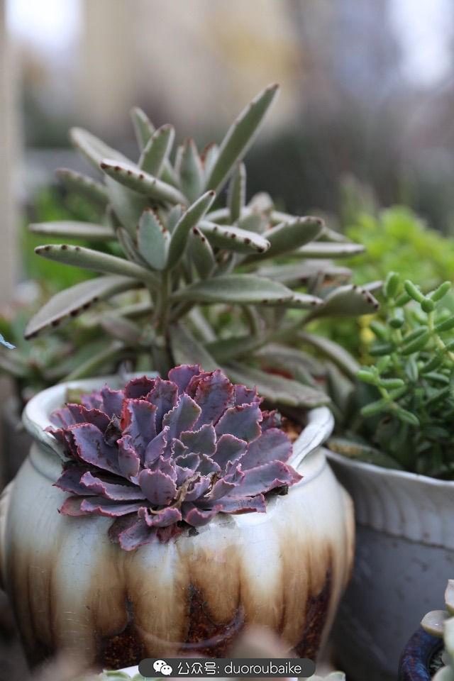 多肉白鳥(niǎo)怎么施肥，白鳥(niǎo)多肉爆盆?