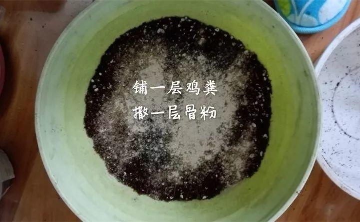 矮牽牛在什么季節開(kāi)花，矮牽牛開(kāi)花后要打頂嗎?