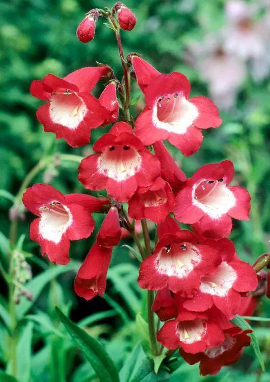 釣鐘柳的繁殖方法詳解，釣鐘柳圖片?