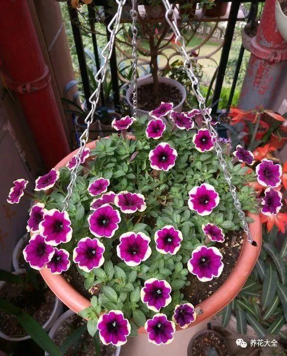 百萬(wàn)小鈴的繁殖方法，什么時(shí)候扦插，金魚(yú)吊蘭的扦插方法和注意事項?