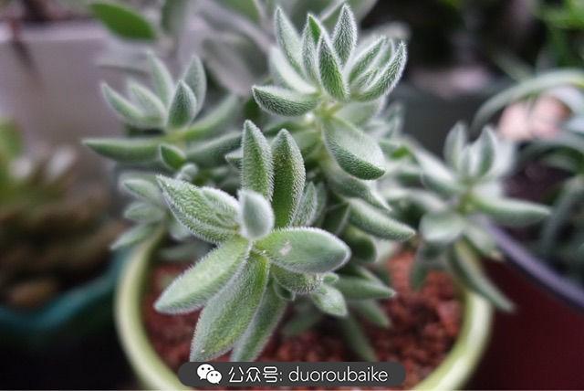多肉白鳥(niǎo)怎么施肥，白鳥(niǎo)多肉爆盆?