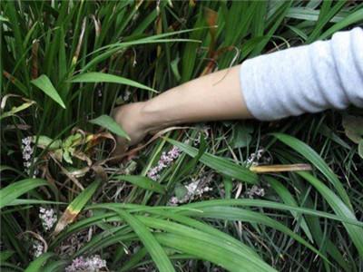 春蘭怎么澆水，蘭花澆水口訣?