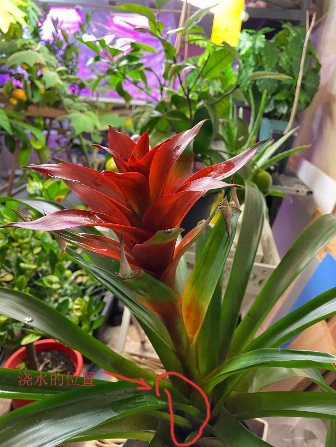 鴻運當頭怎么養長(cháng)得快，如何進(jìn)行繁殖，鴻運當頭花怎么養繁殖?