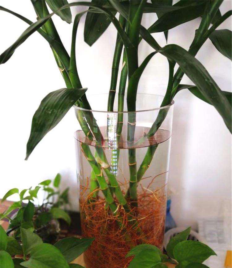 土養富貴竹長(cháng)得太高了怎么辦，土養富貴竹怎么修剪，水培富貴竹可以土養嗎?