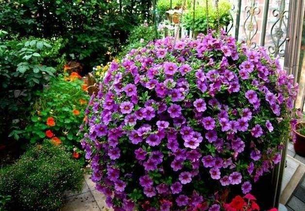 百萬(wàn)小鈴的扦插方法，小木槿扦插多久生根?