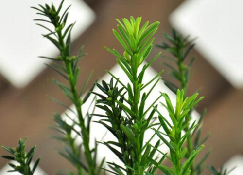 紅豆杉盆景修剪方法，紅豆杉怎么修剪樹(shù)形?