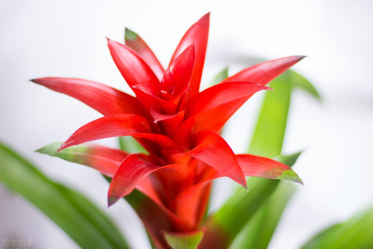 鴻運當頭怎么修剪，鴻運當頭用什么肥料最好?