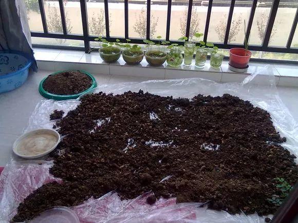 家養發(fā)財樹(shù)怎樣過(guò)冬，能用硫酸亞鐵水澆嗎，招財樹(shù)冬天怎么養?