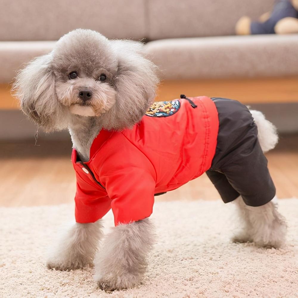 泰迪怕冷還是怕熱(泰迪夏天怎么過(guò))