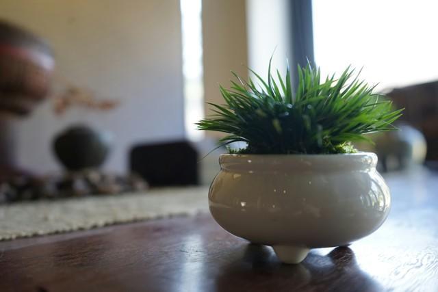 菖蒲怎么澆水，菖蒲葉尖干枯怎么辦?