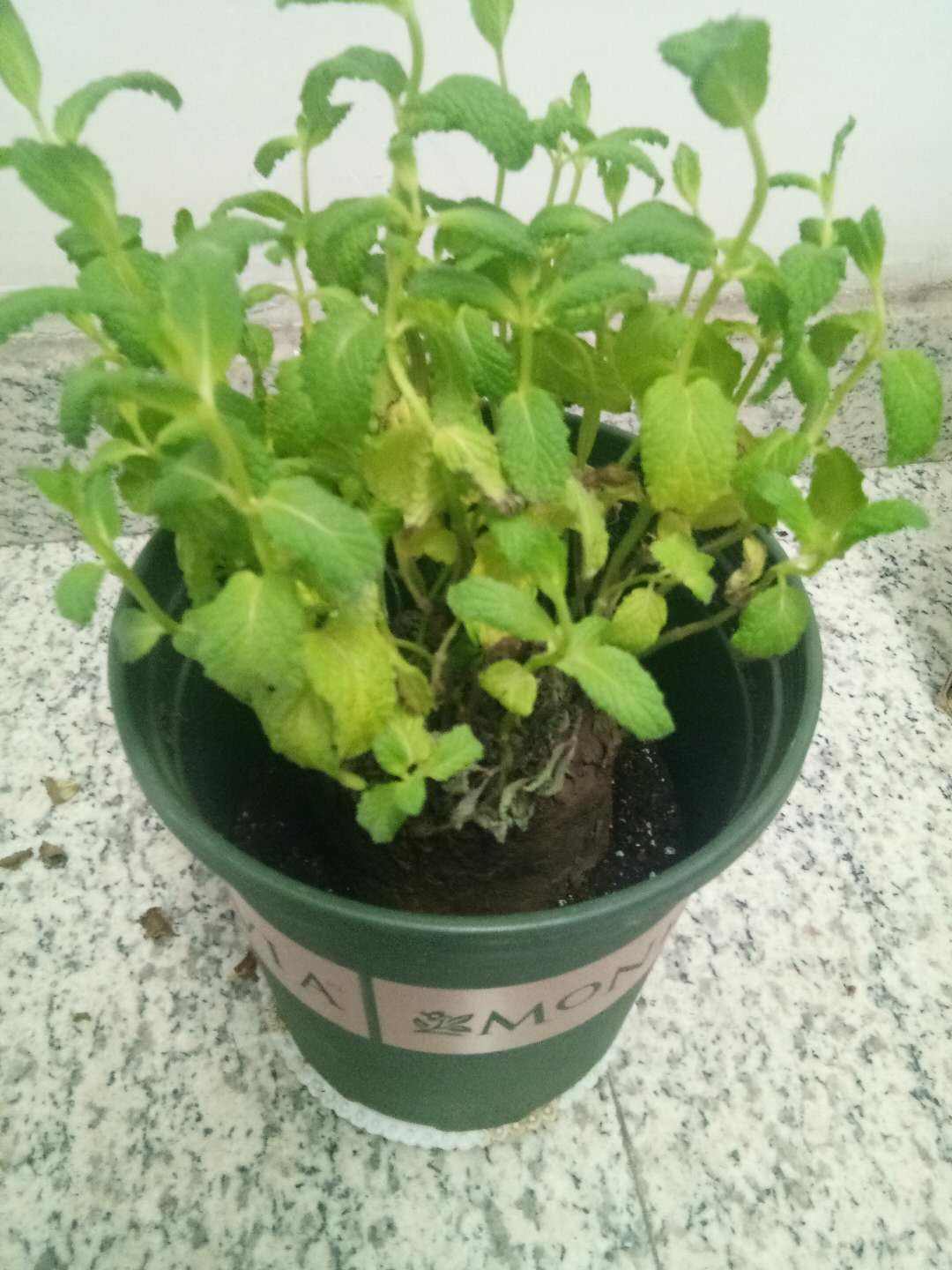 薄荷播種方法和時(shí)間，薄荷可以一年四季種嗎，薄荷四季常青嗎?