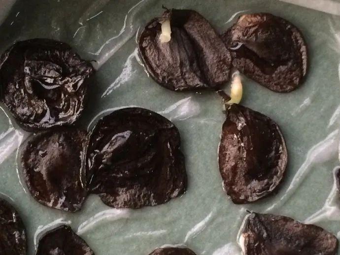 落地生根怎么澆水，落地生根盆栽怎么養?