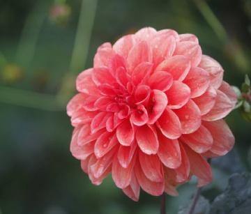 大麗花春天怎么澆水，巨花型大麗花?