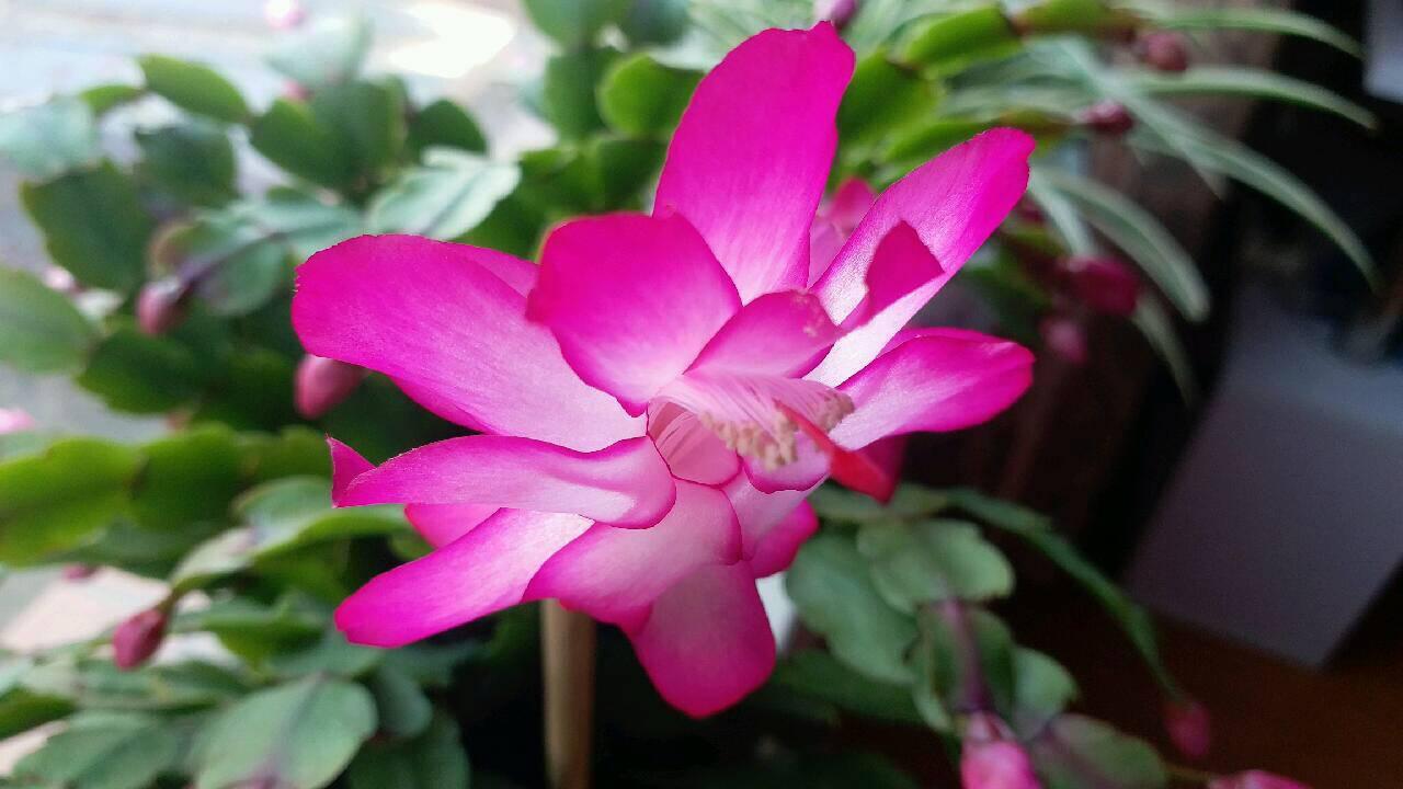 落地生根怎么摘心，落地生根怎么修剪?