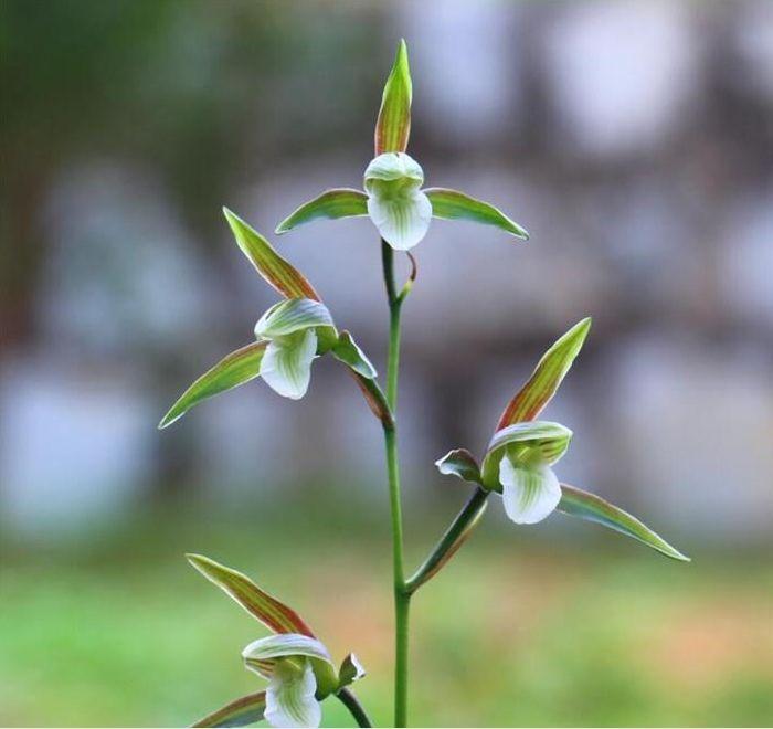 寒蘭怎么施肥，細葉寒蘭?