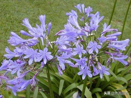 百子蓮怎么過(guò)冬，百子蓮北方室內過(guò)冬?