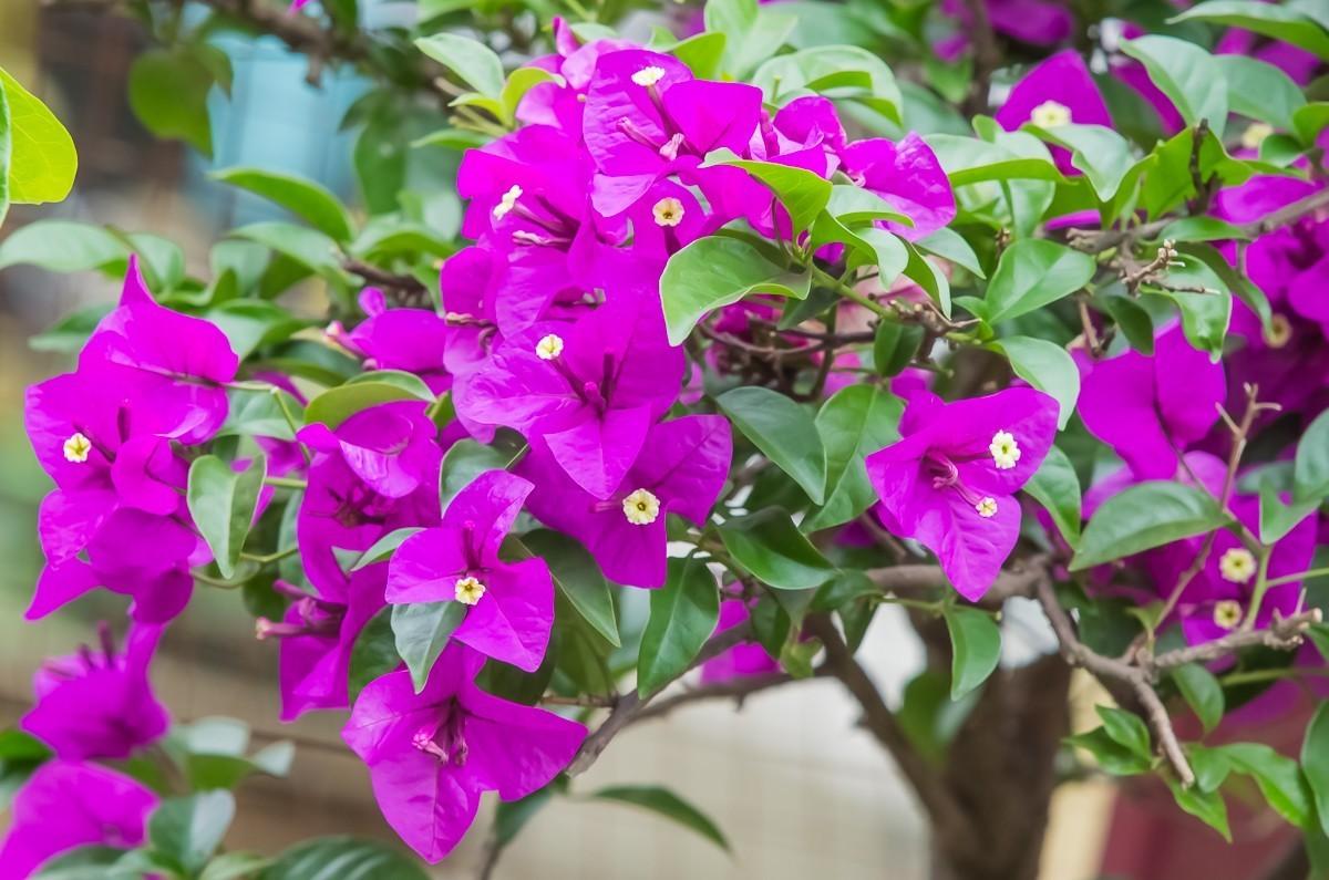 落地生根怎么摘心，落地生根怎么修剪?