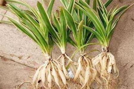 水培牡丹吊蘭的養殖方法和注意事項，水培會(huì )不會(huì )開(kāi)花，水培綠蘿放啥長(cháng)得快?