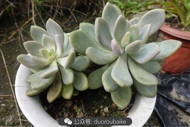 多肉白鳥(niǎo)怎么施肥，白鳥(niǎo)多肉爆盆?