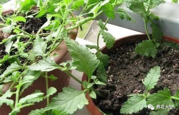 茶梅怎么扦插，茶梅扦插生根最快方法?