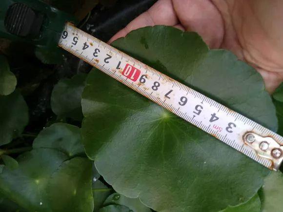 長(cháng)壽花施肥方法，用什么肥好，長(cháng)壽花用什么肥好什么時(shí)候施肥合適?