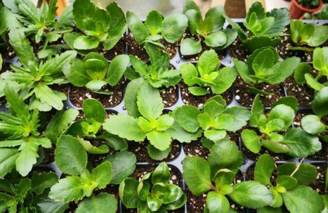 長(cháng)壽花的扦插方法，長(cháng)壽花最佳扦插時(shí)間?