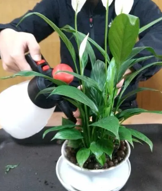 白掌葉子長(cháng)勢茂盛就是不開(kāi)花的原因，形容花草長(cháng)得十分茂盛?