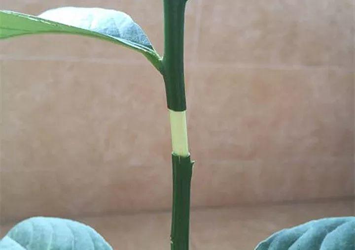 茶花壓條多久生根，空中壓條繁殖技術(shù)，臘梅壓條繁殖時(shí)間?