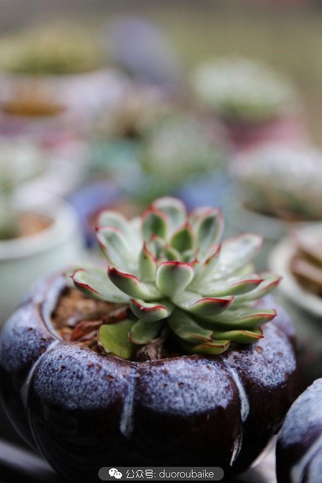 多肉白鳥(niǎo)怎么施肥，白鳥(niǎo)多肉爆盆?