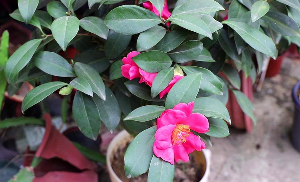 怎么讓茶花提前開(kāi)花，怎么延長(cháng)花期，怎樣讓茶花花苞快些開(kāi)花?