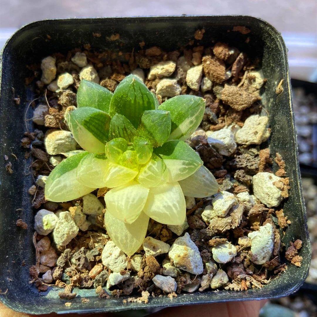 草玉露怎么澆水，這樣澆葉子更透亮了!，玉露干癟不服盆?