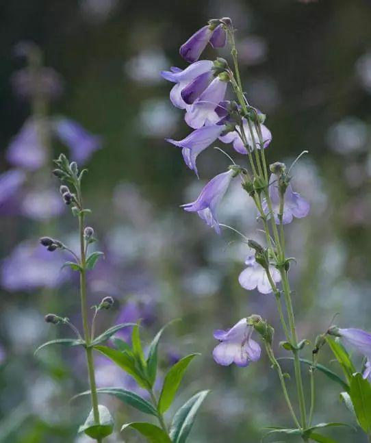 釣鐘柳的繁殖方法詳解，釣鐘柳圖片?