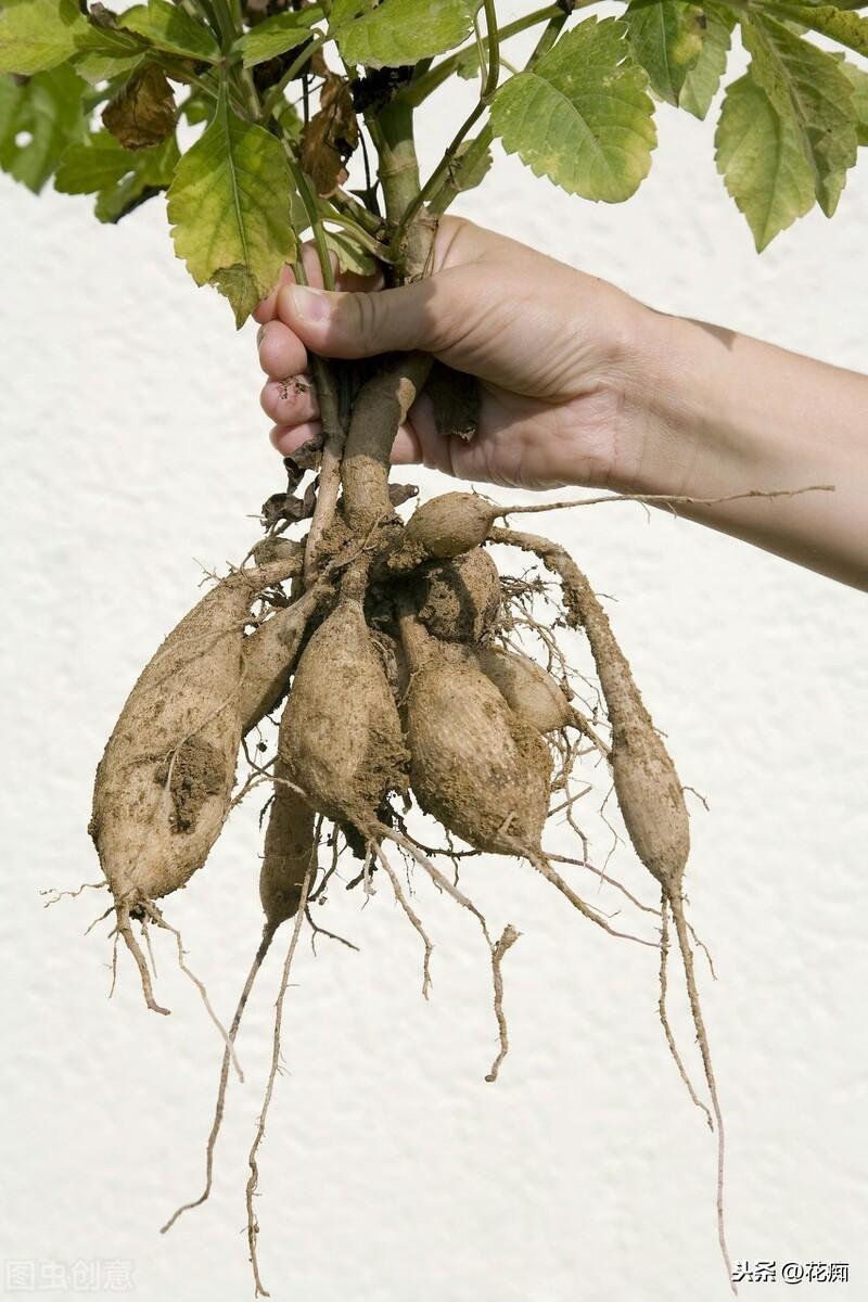 大麗花能過(guò)冬嗎，北方地栽大麗花冬天會(huì )死嗎?