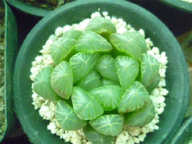 冰燈玉露怎么澆水，多肉冰燈玉露怎么養?