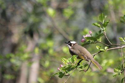 白頭翁的繁殖方法，白頭翁怎么分公母?