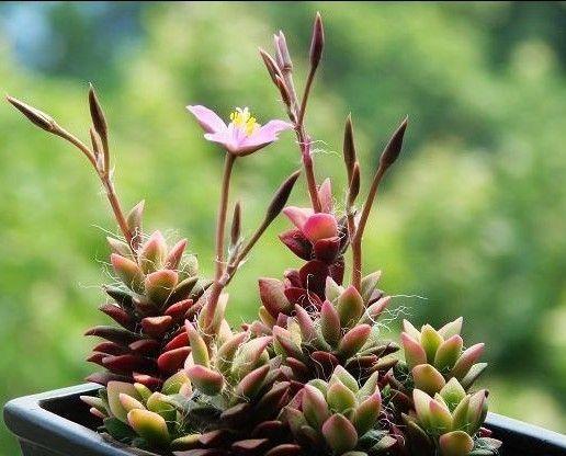 春夢(mèng)殿錦徒長(cháng)了怎么辦，春夢(mèng)殿錦葉片發(fā)軟?