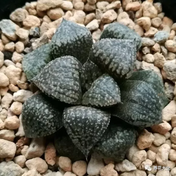 冰燈玉露怎么繁殖，冰燈玉露怎么爆盆?