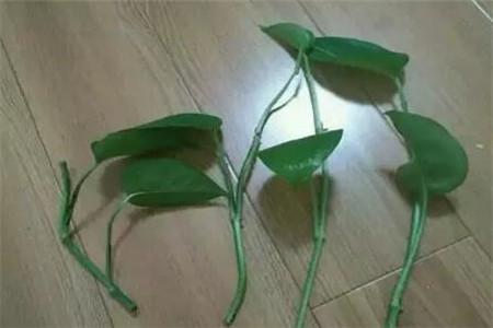 水培牡丹吊蘭的養殖方法和注意事項，水培會(huì )不會(huì )開(kāi)花，水培綠蘿放啥長(cháng)得快?