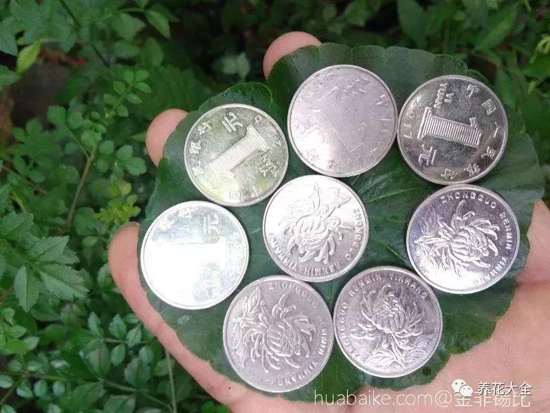 長(cháng)壽花施肥方法，用什么肥好，長(cháng)壽花用什么肥好什么時(shí)候施肥合適?