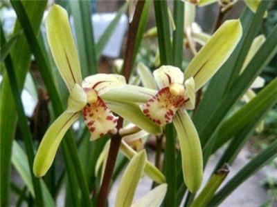 春蘭怎么澆水，蘭花澆水口訣?