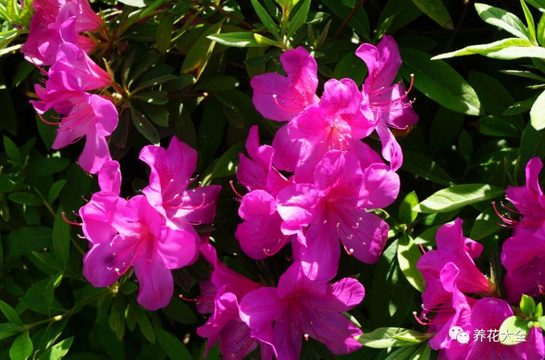 怎么讓杜鵑花開(kāi)花，開(kāi)花前用什么肥，什么肥能讓花卉快速生長(cháng)?