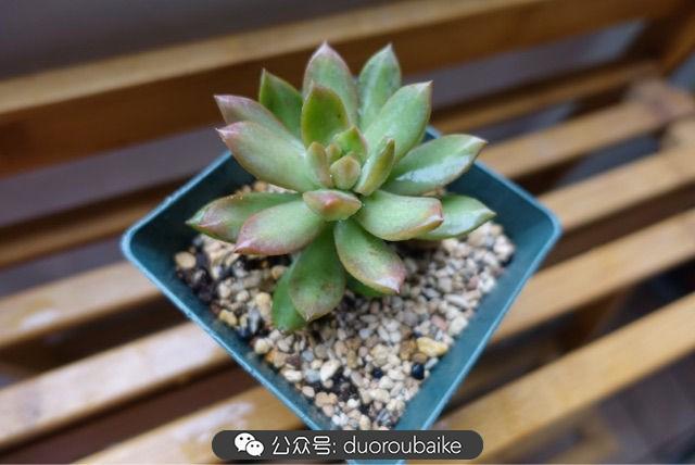 多肉白鳥(niǎo)怎么施肥，白鳥(niǎo)多肉爆盆?