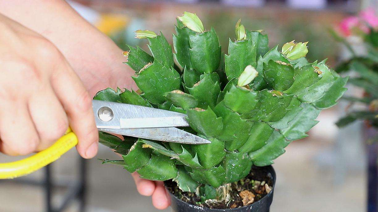 蟹爪蘭花后應怎樣養護，扣水