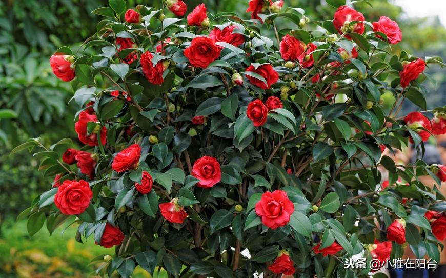 茶花澆水的正確方法，茶花澆水多了怎么補救，茶花的澆水技巧?